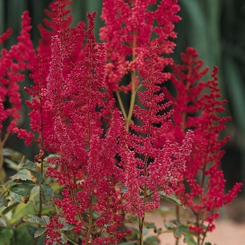 Astilbe rhizomatous - August Light
