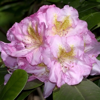 Rhododendron Dexter hybrid - 'Scintillation'