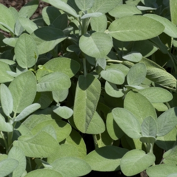 Salvia officinalis - 'Berggarten' Sage