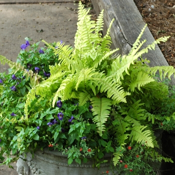 Nephrolepis exaltata - ''Rita''s Gold'' Boston Fern
