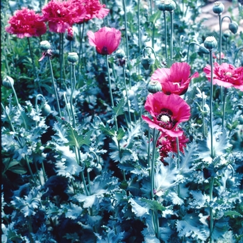 Papaver somniferum - Opium Poppy