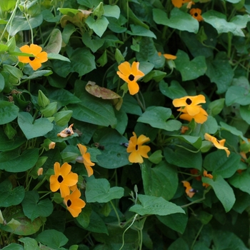 Thunbergia alata (Black-eyed Susan Vine) - Sunny&trade; 'Orange Wonder'