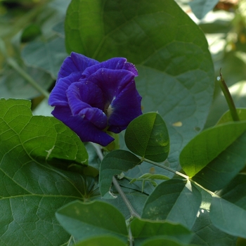 Clitoria ternatea - Blue Pea