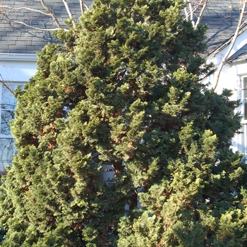 Chamaecyparis obtusa - Hinoki Falsecypress