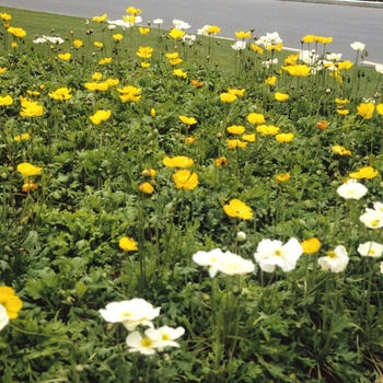 Papaver nudicaule - Iceland Poppy