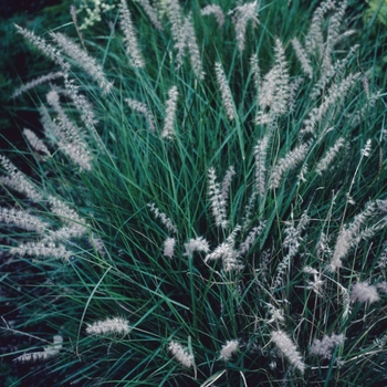 Pennisetum orientale - Ornamental Grass