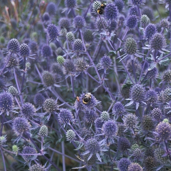 Eryngium alpinum - Alpine Sea Holly