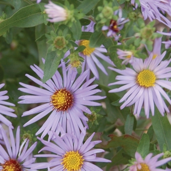 Aster oblongifolius - 'Raydon's Favorite' Oblongleaf Aster Cultivar