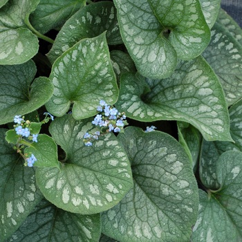 Brunnera macrophylla - 'Emerald Mist' Siberian Bugloss
