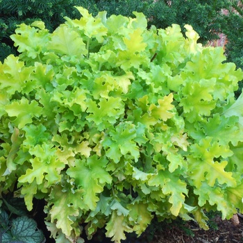Heuchera (Coral Bell) - 'Lime Marmalade'