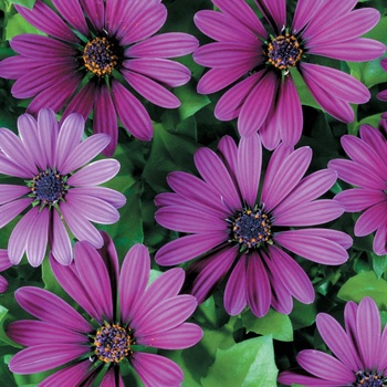 Osteospermum (African Daisy) - Soprano&reg; ''Compact Purple''