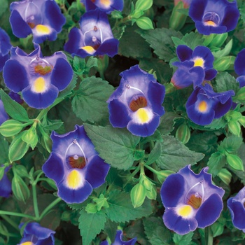 Torenia (Wishbone Flower) - Catalina&reg; ''Midnight Blue''