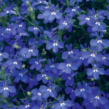 Lobelia erinus - Laguna&reg; 'Dark Blue'