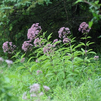 Eupatorium fistulosum - Trumpetweed
