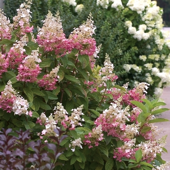 Hydrangea paniculata - 'Pinky Winky&reg;' Panicle Hydrangea
