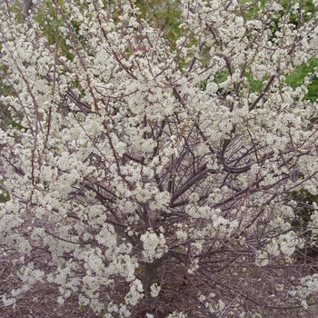 Prunus maritima - Beach Plum