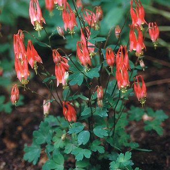 Aquilegia canadensis - ''Little Lanterns'' Columbine