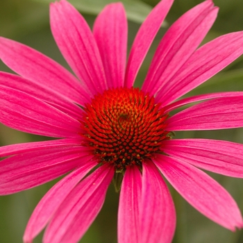 Echinacea purpurea - ''Ruby Star (Rubinstern)'' Purple Coneflower