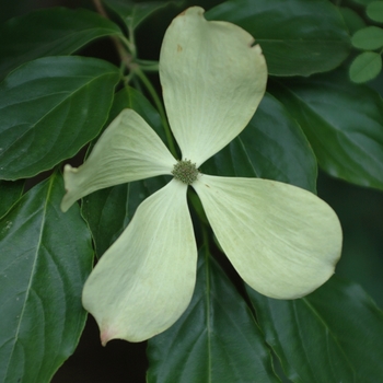 Cornus - Constellation&reg; Dogwood