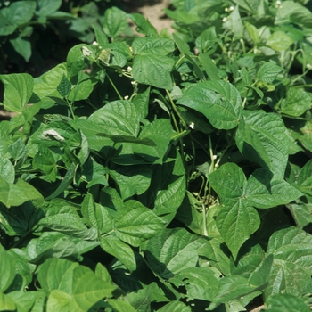 Phaseolus vulgaris var. nanus - 'Blue Lake' Bush Green Bean