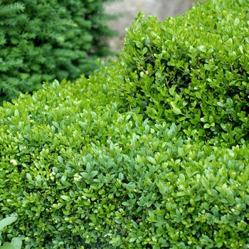 Buxus - 'Green Gem' Boxwood