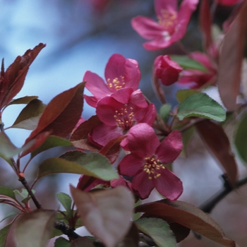 Malus - 'Radiant' Crabapple