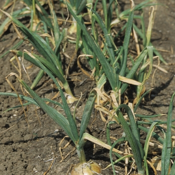 Allium cepa - 'Candy' Onion