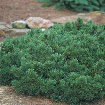 Pinus mugo var. pumilio - Dwarf Mountain Pine