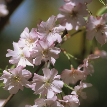 Prunus subhirtella var. autumnalis - Weeping Cherry