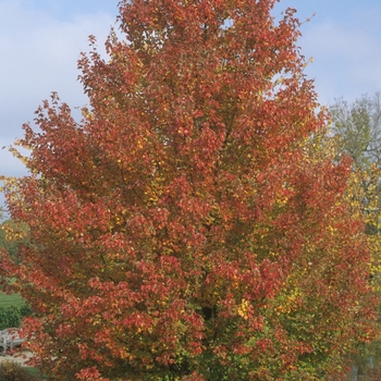 Acer rubrum (Red Maple) - 'Red Sunset&reg;'