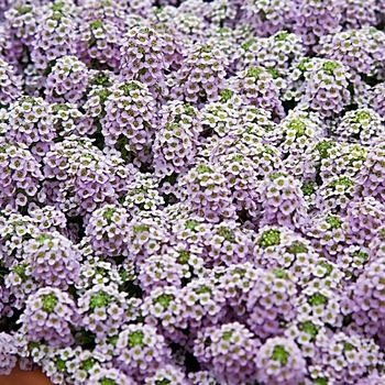 Lobularia maritima - 'Wonderland&trade; Lavender' Alyssum