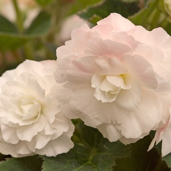 Begonia x tuberhybrida (Tuberous Begonia) - Nonstop&reg; 'Appleblossom'