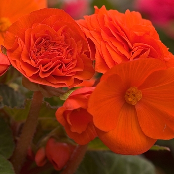 Begonia x tuberhybrida (Tuberous Begonia) - Nonstop&reg; 'Golden Orange'