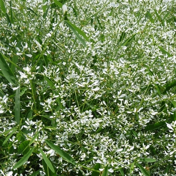 Euphorbia - Diamond Frost&reg;