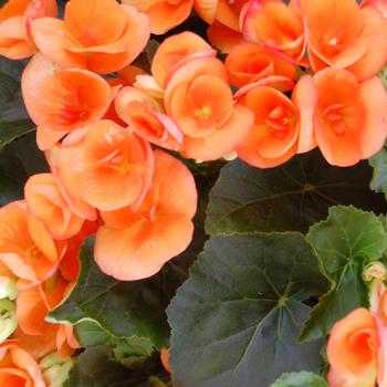 Begonia x hiemalis - 'Amstel Dark Britt' Rieger Begonia