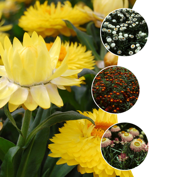 Bracteantha bracteata - 'Multiple Varieties' Strawflower