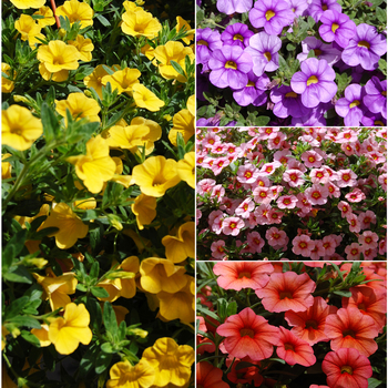Calibrachoa (Assorted, Calibrachoa) - Aloha 'Multiple Varieties'