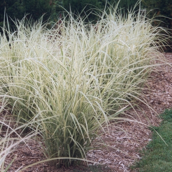 Miscanthus sinensis - 'Variegatus' Maiden Grass