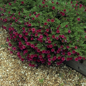 Calibrachoa - Superbells&reg; 'Cherry Red'