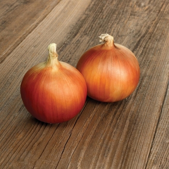 Allium - 'Aruba' Spanish Onion