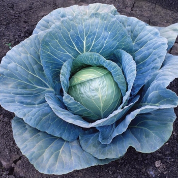 Brassica - 'Blue Vantage F1' Cabbage