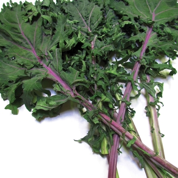 Brassica oleracea - 'Red Russian' Kale