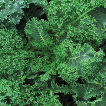 Brassica - 'Vates Blue Curled Scotch' Kale