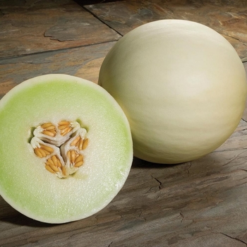 Cucumis melo - 'Snow Mass' Honeydew Melon