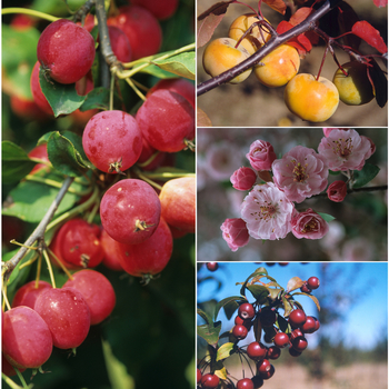 Malus - 'Multiple Varieties' Crabapple