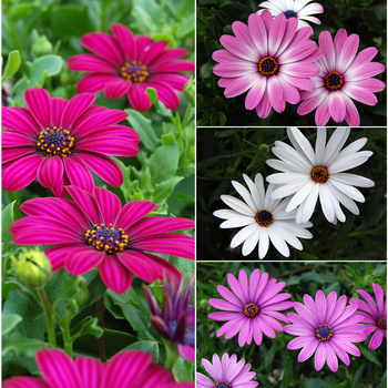Osteospermum (African Daisy) - Tradewinds&reg; 'Multiple Varieties'