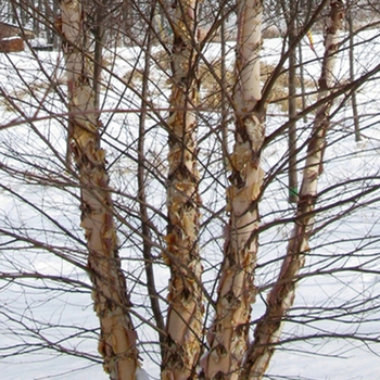 Betula nigra - 'Heritage&reg;' River Birch