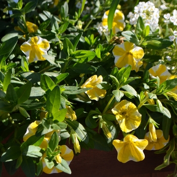 Calibrachoa - Superbells&reg; 'Lemon Slice'