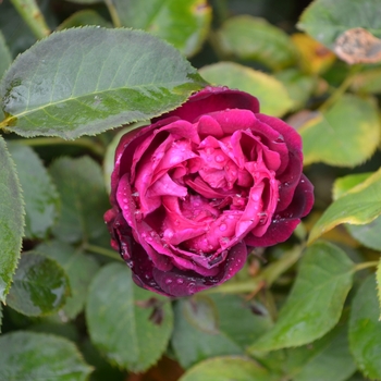 Rosa - 'Munstead Wood' English Rose