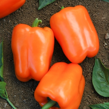 Capsicum annuum - 'Orange Blaze' Sweet Pepper